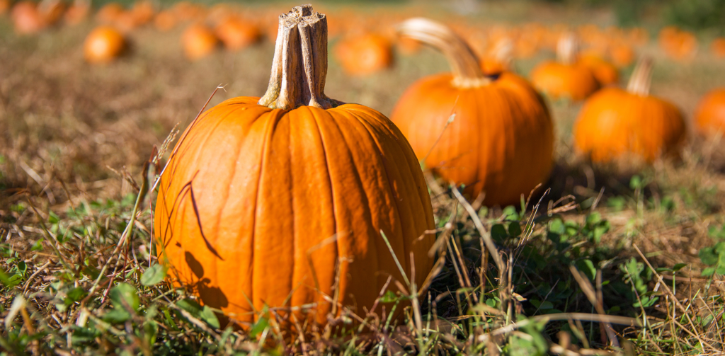pumpkin
