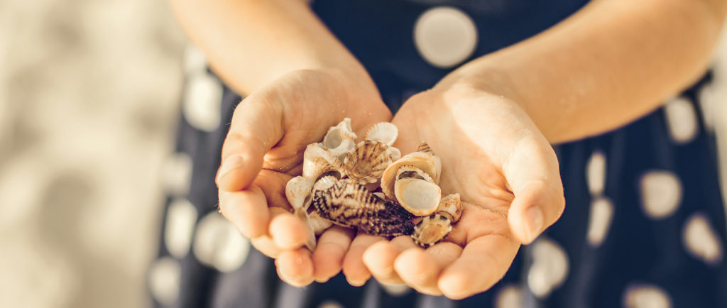 Shells collection